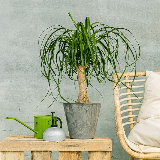 Pata de elefante (Beaucarnea)