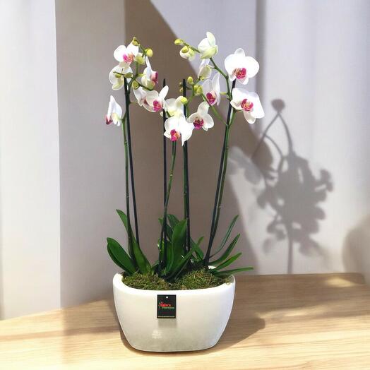 Centro de Orquideas de 4 Varas con Base