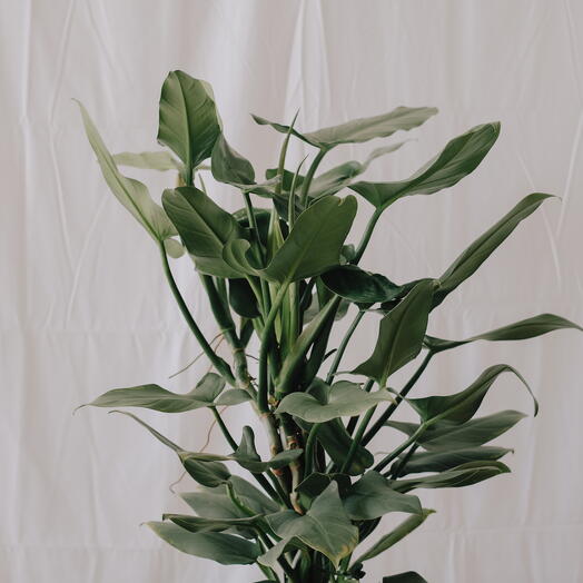 Espada de plata de filodendro