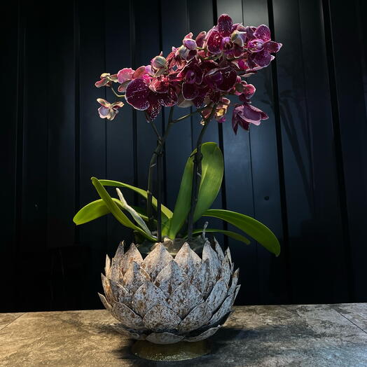 Orquidea purpura en jarron petalo