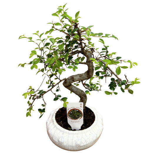 Bonsai de 6 anos