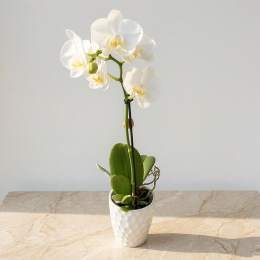 Planta de Orquidea Pequena blanca centro amarillo con macetero