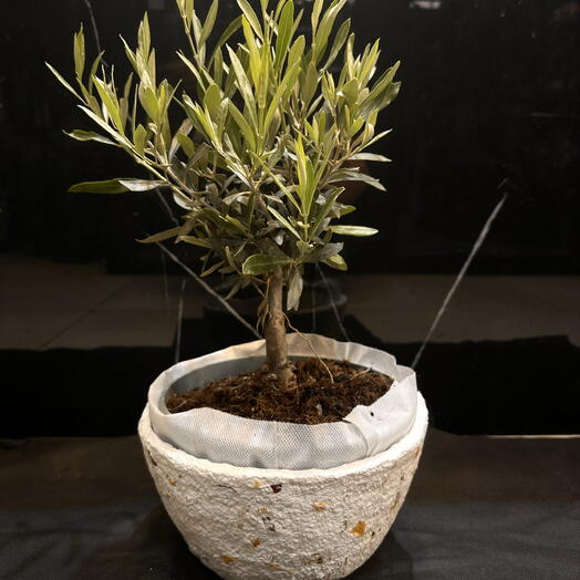 Olive tree with white pot