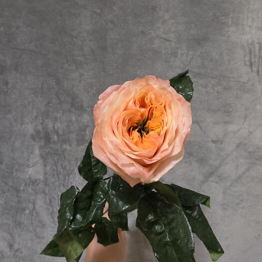 Rosa Expresión mandarina/ Rosa-peonía