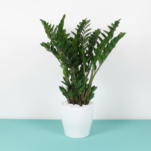 Zamioculca en Maceta Blanca