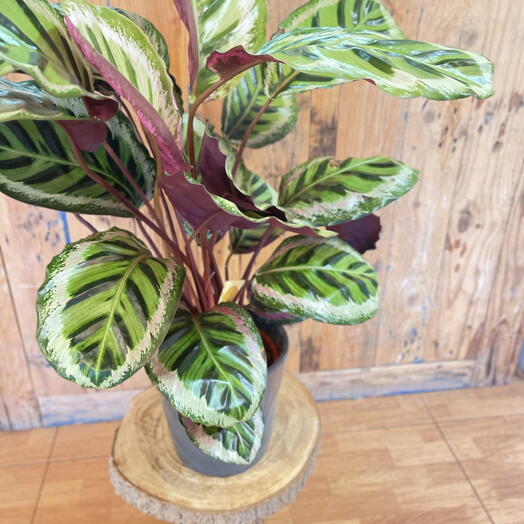 Calathea