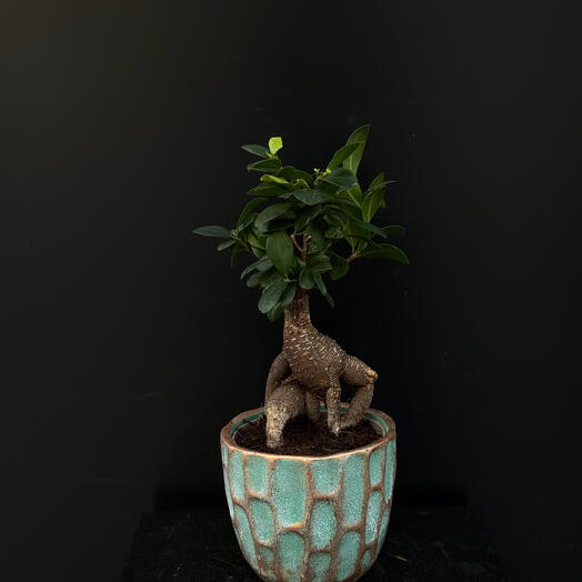 Бонсай ( ficus ginseng)