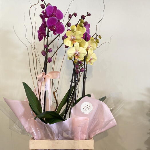 Duo of Orchids in a box