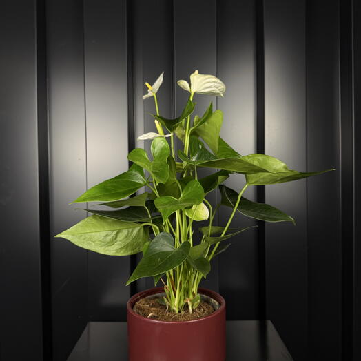 Anturio ARAIK GALSTYAN