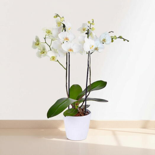 Orquidea Blanca Sevilla – Planta Natural Elegante en Maceta Decorativa