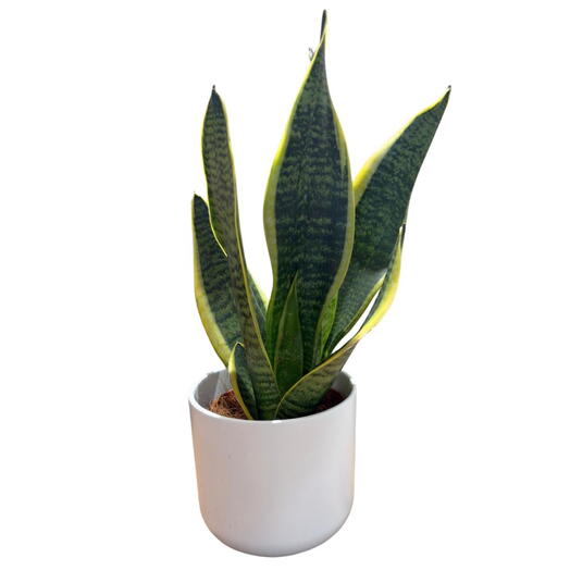Sansevieria Natural en Maceta de Ceramica – Planta Lengua de Suegra Purificadora de Aire
