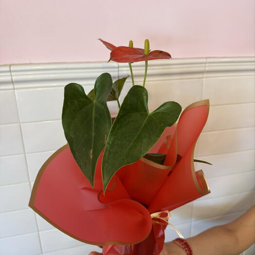 Small Anthurium plant