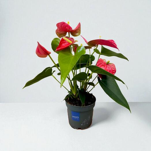 Anthurium