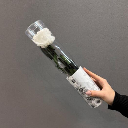 Rosa preservada ( pequena ) blanca