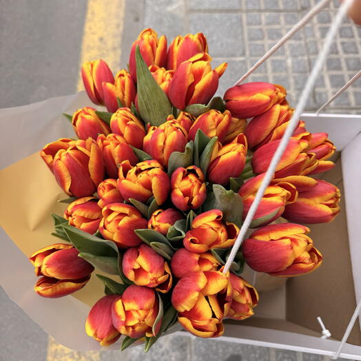 Tulipanes bicolor 💐