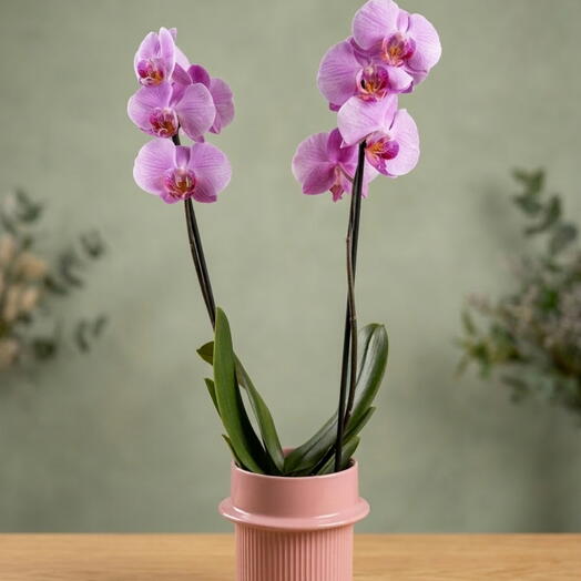 Orquidea Phallaenopsis