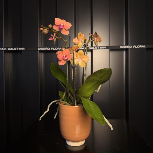 Petite orchidée en pot de céramique