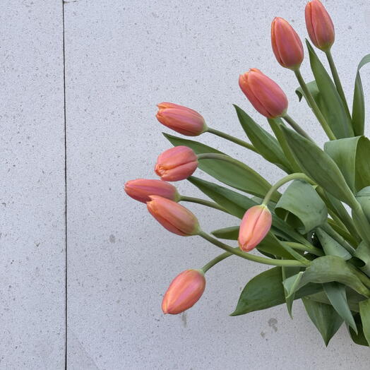 9 Soft Coral Tulips Mother s Day
