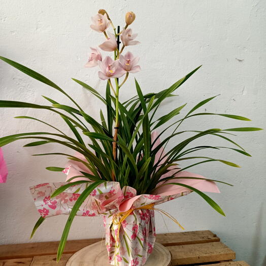 Orquidea Cymbidium