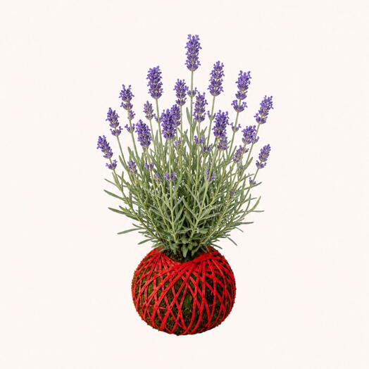 Kokedama Lavanda