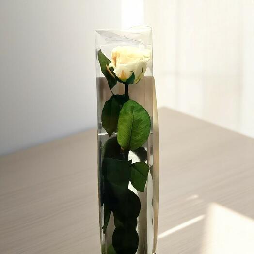 Rosa Eterna Blanca Larga – Pureza y Elegancia Atemporal de Artifresia Floristas