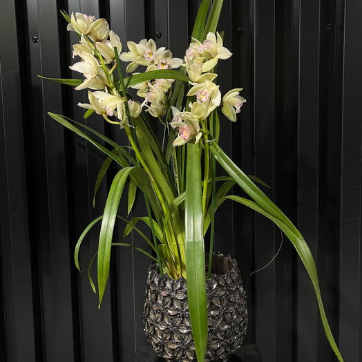 Cymbidium blanco con jarron de ceramica