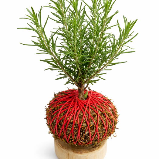 Planta Romero - Kokedama Romero