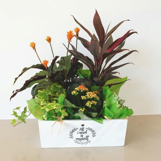 Caja de plantas naturales para interior
