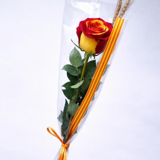 Rosa roja y amarilla Sant Jordi