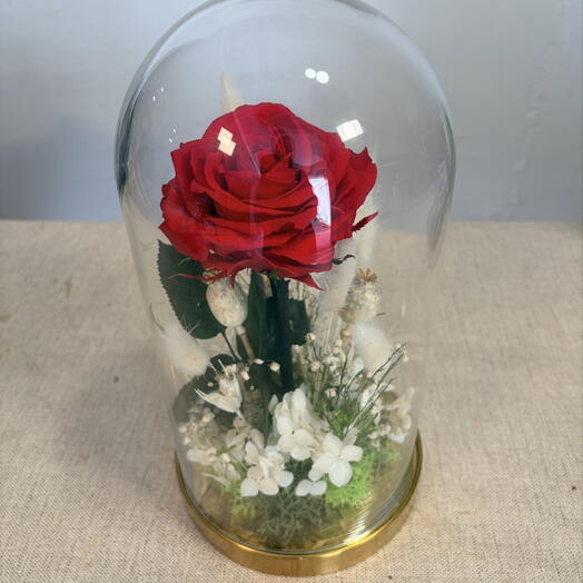 Classic preserved rose dome with white accent flowers in golden dome