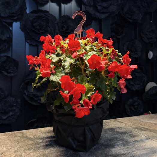 Begonia roja colgante de Araik Galstyan