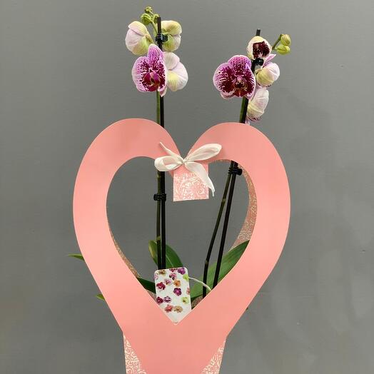 Orquidea con caja