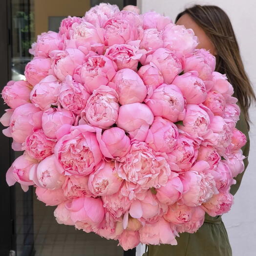 Peonias rosa premium