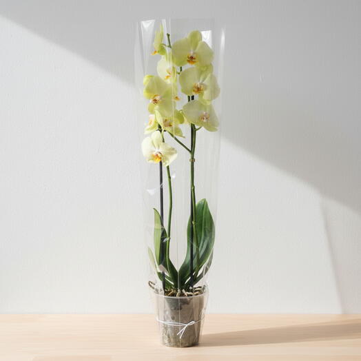 Orquidea amarilla 2 Varas