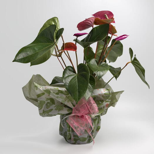 Planta de anthurium elegante