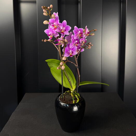 Phalaenopsis mini