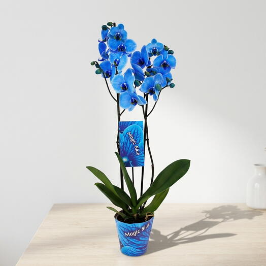 Phalaenopsis tonalidad azul