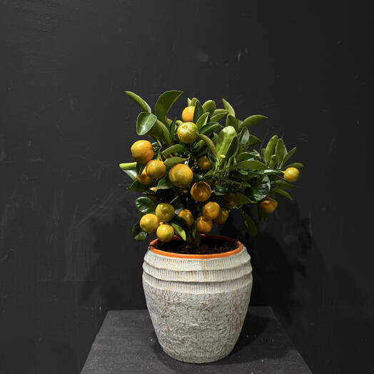 Naranjo kumquat en maceta