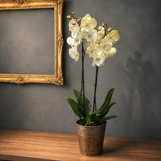 White Orchid