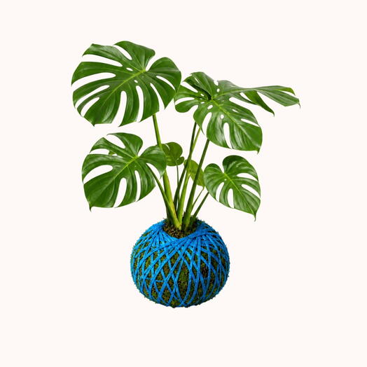 Monstera Deliciosa plant - Monstera Deliciosa kokedama