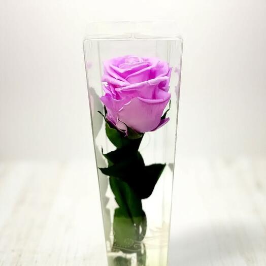 Rosa Eterna Larga Rosa – Elegancia Romantica que Perdura