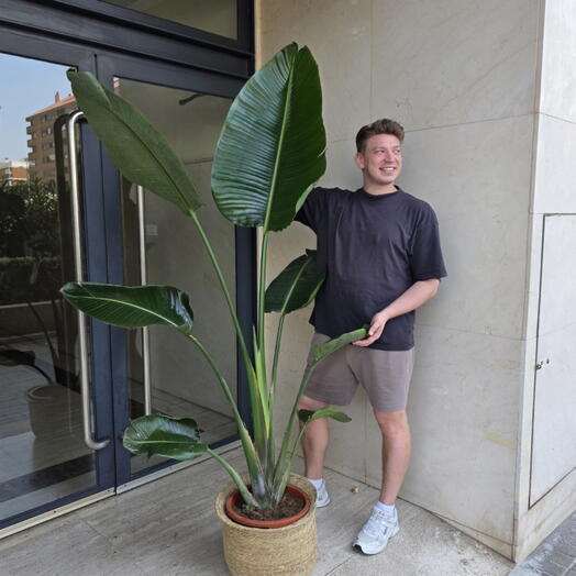 Strelitzia grande con cesta