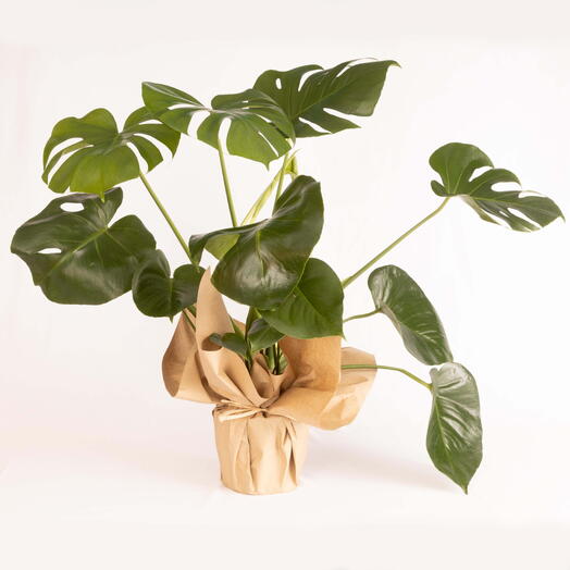 Monstera, the trendy indoor plant