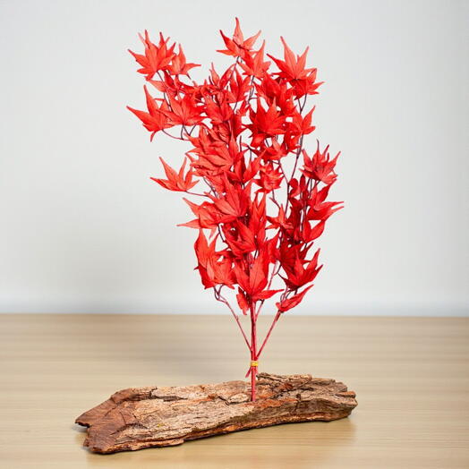 Rama de Arce japones preservado