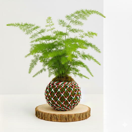 Kokedama Esparraguera
