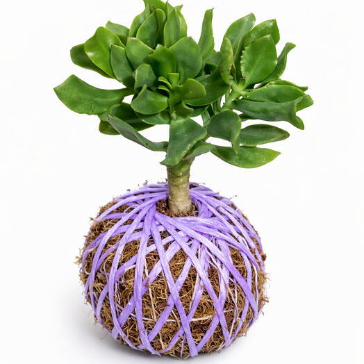Planta Crassula arborescens - Kokedama Crassula Arborescens