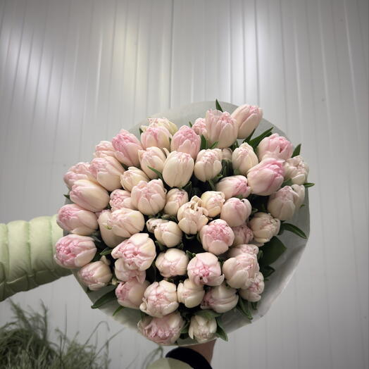 50 Blush Peony Tulip
