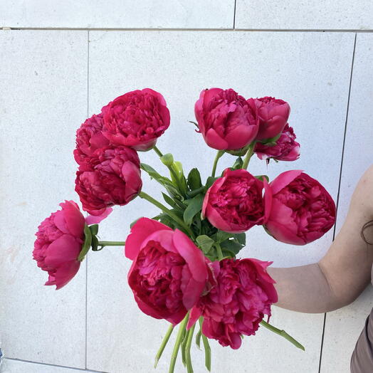 Blush Passion: 11 Red   Pink Peony