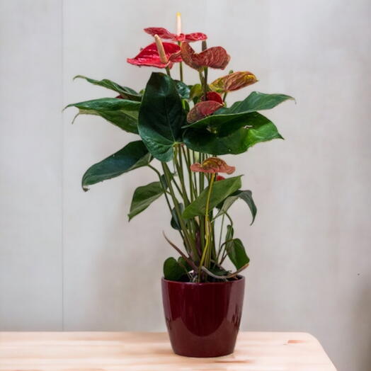 Anthurium rojo mediano