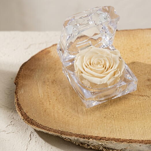 Cabeza de rosa preservada en tonalidad blanca